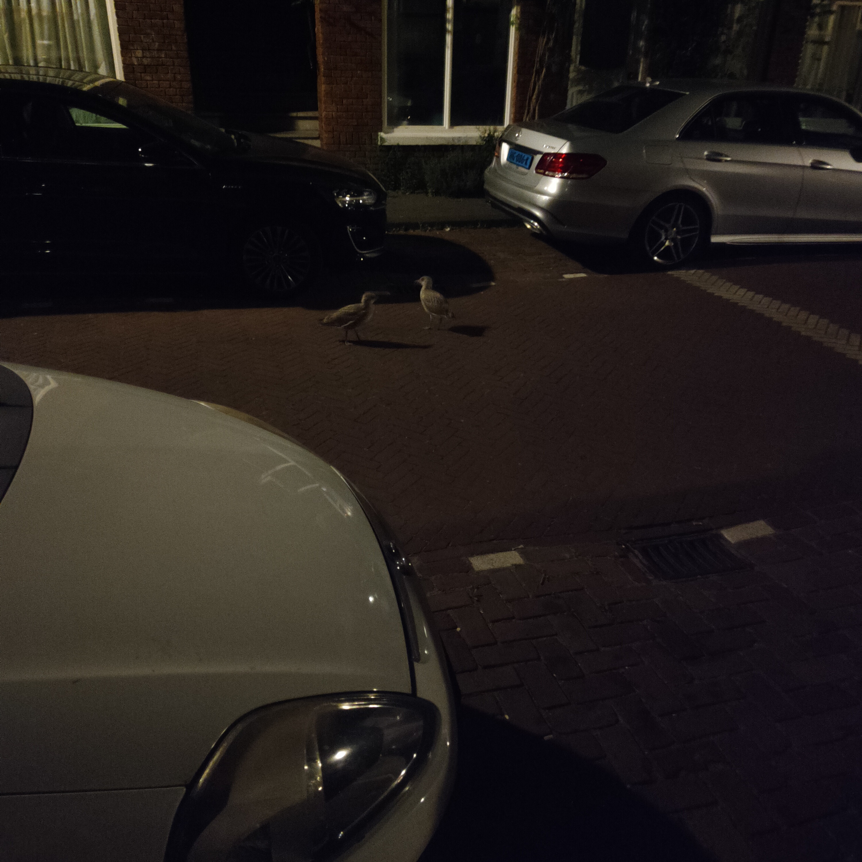 Laten we de straat verkennen (als jonge meeuwen)